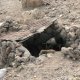 27- Un des rares cochons de Boa Vista 